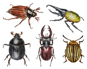 Set of watercolor beetles isolated on a white background. Hercules beetle, dung beetle, colorado beetle, stag beetle,  maybug. - obrazy, fototapety, plakaty