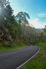 Fototapeta premium trees