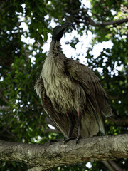 vulture in the tree