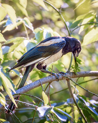 A magpie bird sits on a branch among green foliage, close-up