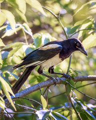 A magpie bird sits on a branch among green foliage, close-up