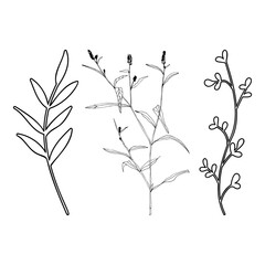 Leaves and plants hand drawn flat illustration. Botanical design elements. Vector sketch clip art set.