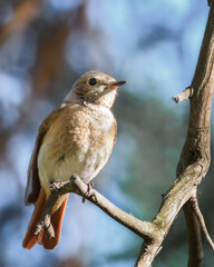 A red-tailed bird chick sits on a branch against the blue sky, close-up