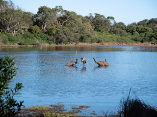 ducks in the lake