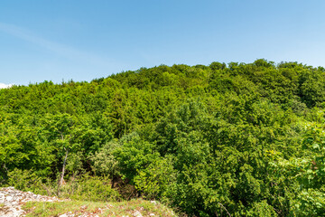Fototapeta na wymiar Hill covered by fresh green springtime deciudous forest with clear sky above
