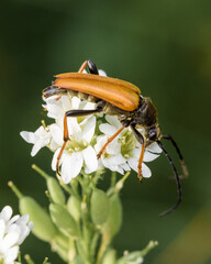 The barbel beetle is a mottled leptura (Lat. Stictoleptura variicornis) sits on a flower, close-up