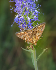 The thick-headed Acteon (Latin: Thymelicus acteon) is a butterfly of the thick-headed family, sitting on a blade of grass on a light green background, close-up, top view