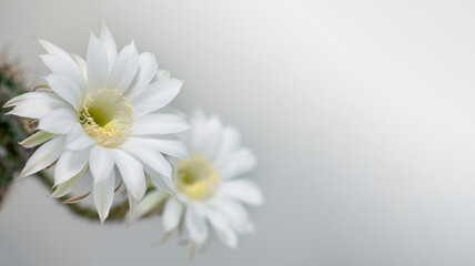 Fototapeta na wymiar Two white cactus flowers on a white background, selective focus, panorama