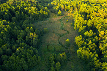 Wetlands in the summer forest. View from the drone.