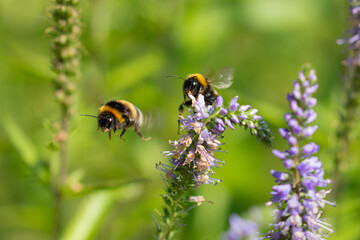 Bumblebee traffic on lavender