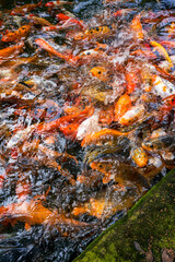 Obraz na płótnie Canvas Colorful schools of koi and goldfish in the ornamental fish pond