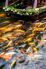 Colorful schools of koi and goldfish in the ornamental fish pond