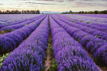 Fototapeta na wymiar Purple lavender field at sunset. Breezy lush lavender field in France, Provence.