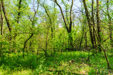View on green forest at summer