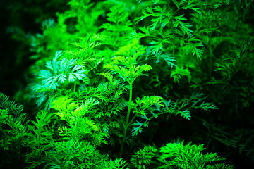 carrot stems on a green background