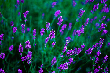 purple blossom flowers as an nature theme background