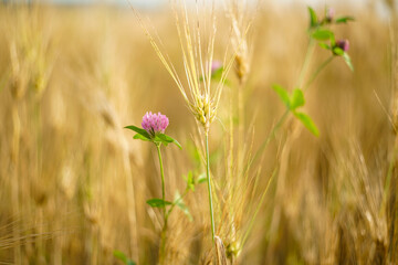 clover in wheat field in summer