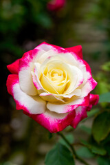 Close-up of a blooming red and white rose, rose flower