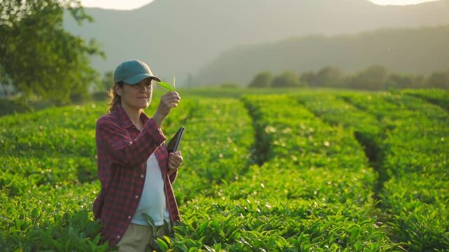 female farmer inspects tea fields and sends data to the cloud from her tablet. Smart farming and digital farming in the tea industry.