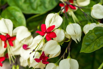 A bunch of blooming red and white dragon spit bead flowers