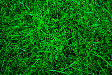 green gras background in cold colors