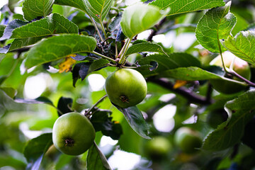 apple tree in the summer