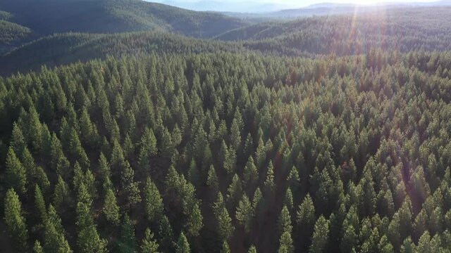 Aerial view of an area in a vast forest being clear cut with machinery. 