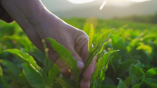 green tea leaf in hand on background of mountains. Harvesting tea by farmer hand, harvesting every morning on green organic farm, Close up front