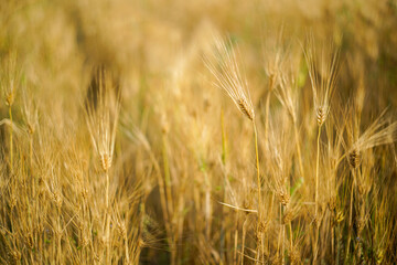 golden wheat field in summer