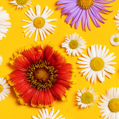 Bright background with white, red and blue chamomiles. Daisy on yellow background. Flat lay