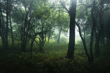Obraz premium Forest in the misty rainy day,ferns and trees