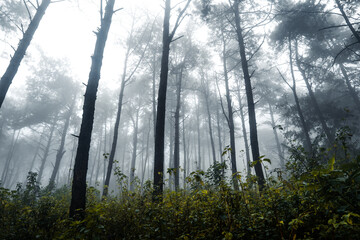 Obraz premium Forest in the misty rainy day,ferns and trees