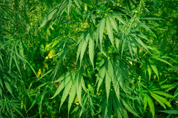 Cannabis bushes with bright and dense foliage