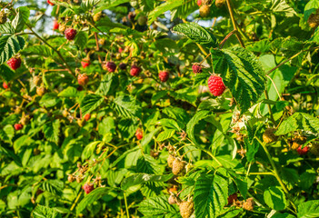 Ripe red raspberry fruits.