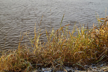 View of the lake water and yellow grass on the shore on an autumn day