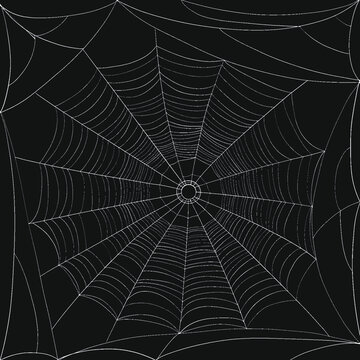 Vector illustration of spider web. Spider web texture as Halloween decoration template.