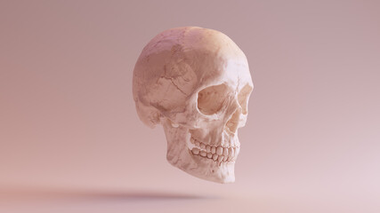 Flesh Coloured Human Female Skull Medical Anatomical with Jaw Quarter Right Side 3d illustration render