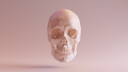 Flesh Coloured Human Female Skull Medical Anatomical with Jaw Front 3d illustration render