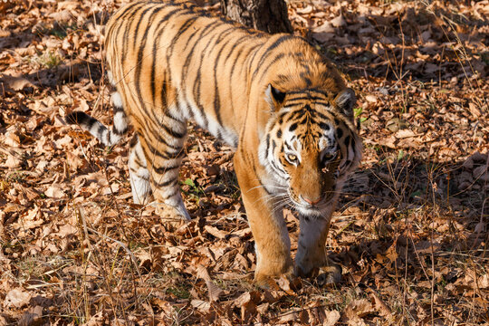 Amur tiger in the autumn forest. A beautiful wild tiger walks through fallen autumn leaves in a dense forest.