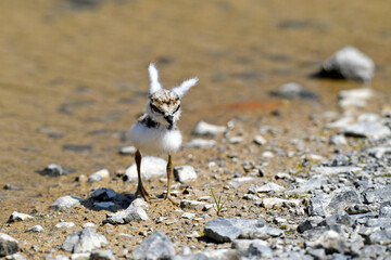 Flussregenpfeifer (Charadrius dubius) - Küken // Little ringed plover - chick