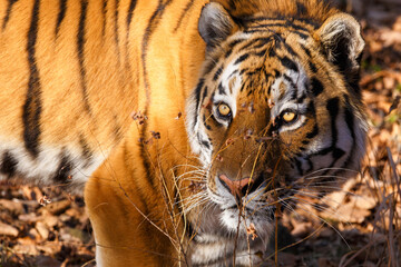 Amur tiger in the autumn forest. Close-up. The muzzle of the Amur tiger looks into the distance. Predatory cat.