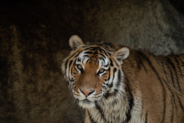 カッコいいトラ