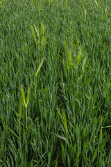 spikelets of green rye grow in the field of the farm in summer