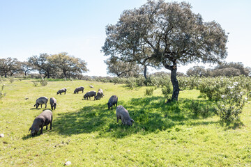 Iberian pigs grazing in the Huelva countryside. Pigs in the pasture with holm oaks in Andalusia,...