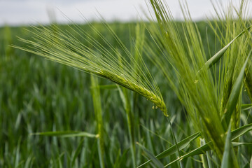 Fototapeta premium spikelets of green rye grow in the field of the farm in summer