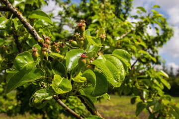 unripe pears in drops of water in the garden on a summer day