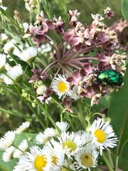 flowers on a meadow