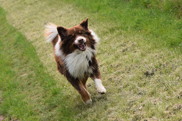 Fototapeta na wymiar Dog running on a country path on a hot summer day. Happy Australian shepherd dog in motion 