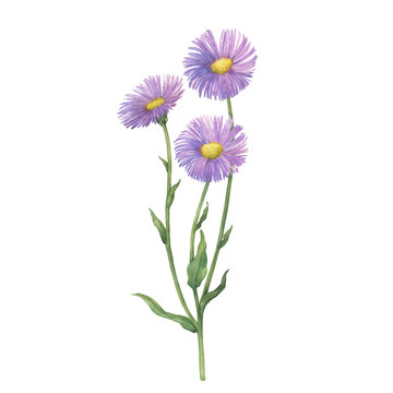 Erigeron glabellus branch with flowers and green leaves. (Erigeron speciosus known as garden, aspen, showy, prairie, streamside fleabane). Watercolor hand drawn painting illustration isolated on white