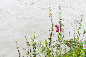 Rose trémière, passe-rose (Alcea rosea) en fleur au bord d'un cours d'eau